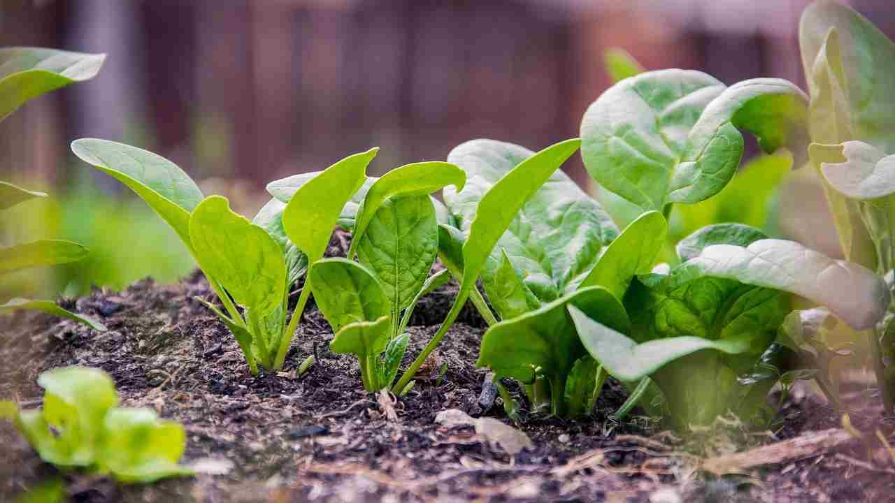 Mandragora scambiata per spinaci