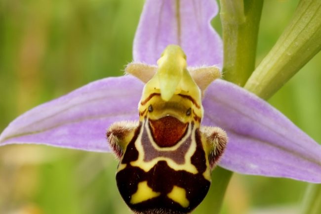 Orchidea: non tenere mai questa in casa, è pericoloso!