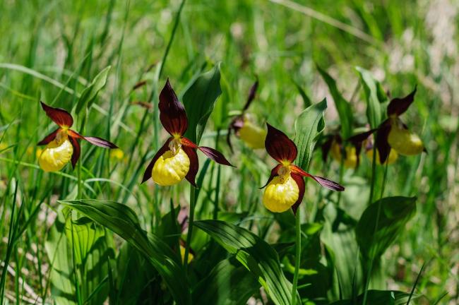 Orchidea: non tenere mai questa in casa, è pericoloso! (pianetadonne.blog)