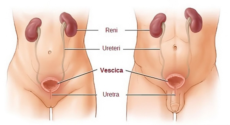 Costituzione della vescica (Medicina Online)