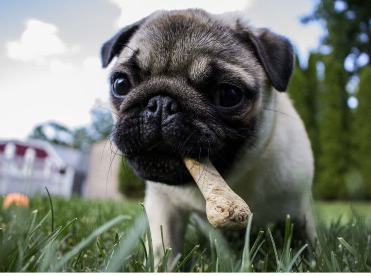 Cane osso pericoloso