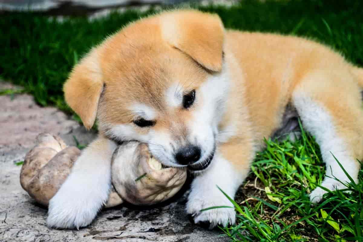 Cane osso pericoloso