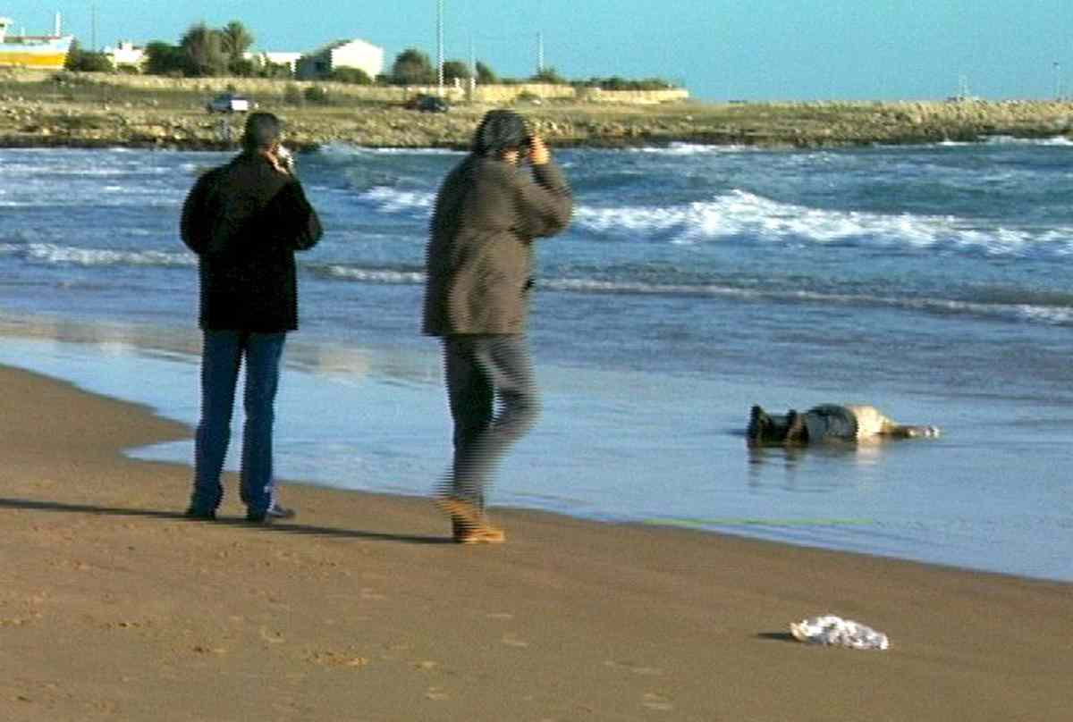 Trovati cadaveri sul litorale pisano 