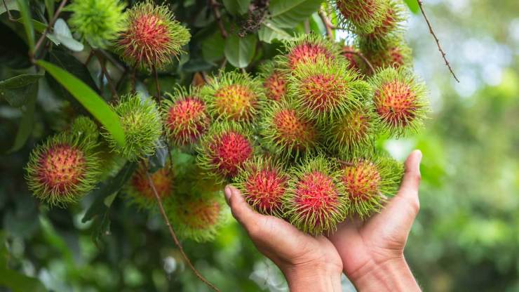 Controindicazioni e rischi nel consumo del rambutan