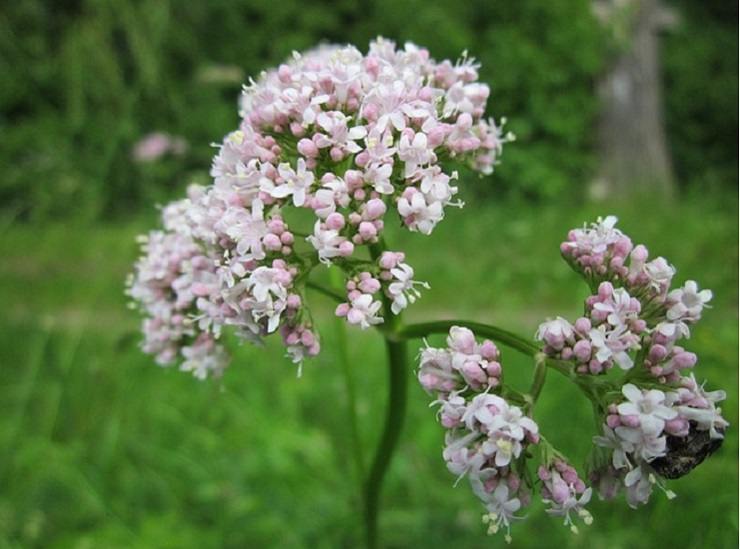 Valeriana: ecco i suoi effetti benefici sul nostro organismo