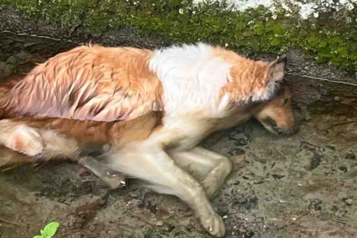 Cane morto a causa dei botti