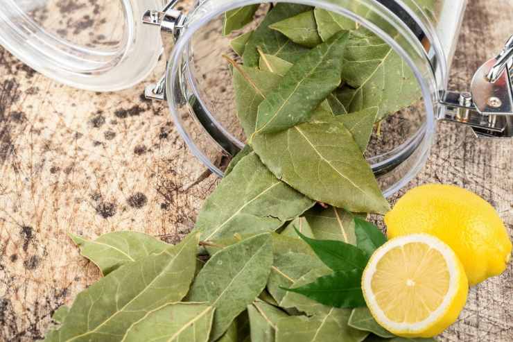 Alloro e limone: la tisana sgonfia pancia | Incredibile l'effetto, ma non solo