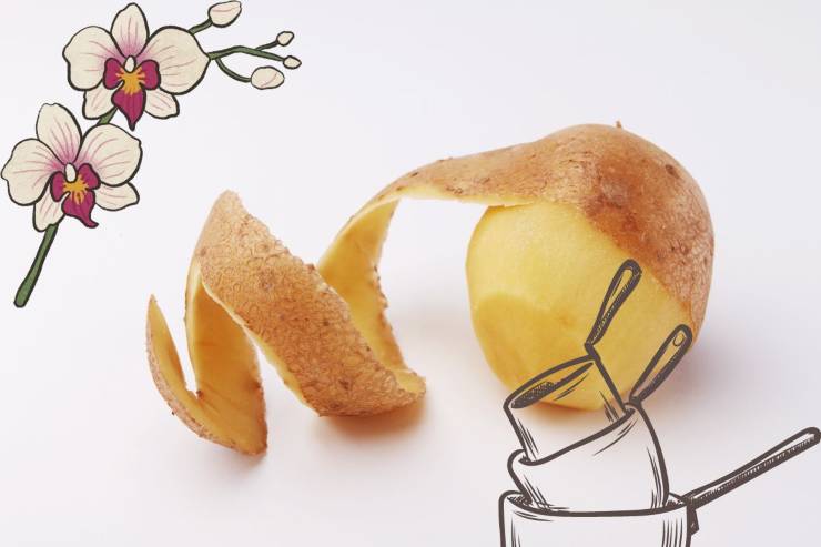 Patate: non buttare le bucce | Non sai quanto sono utili