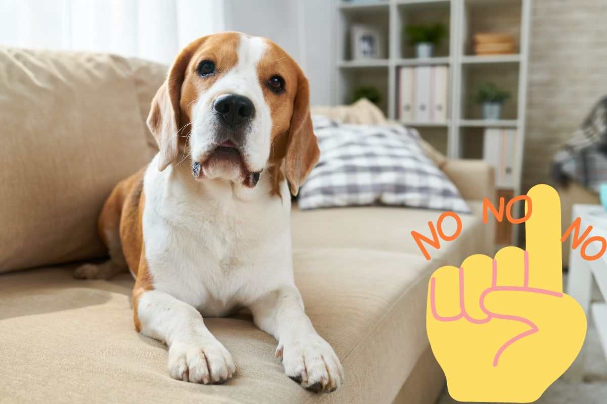 Cane: fai massima attenzione | Non deve salire sul divano, altro che sporcizia!