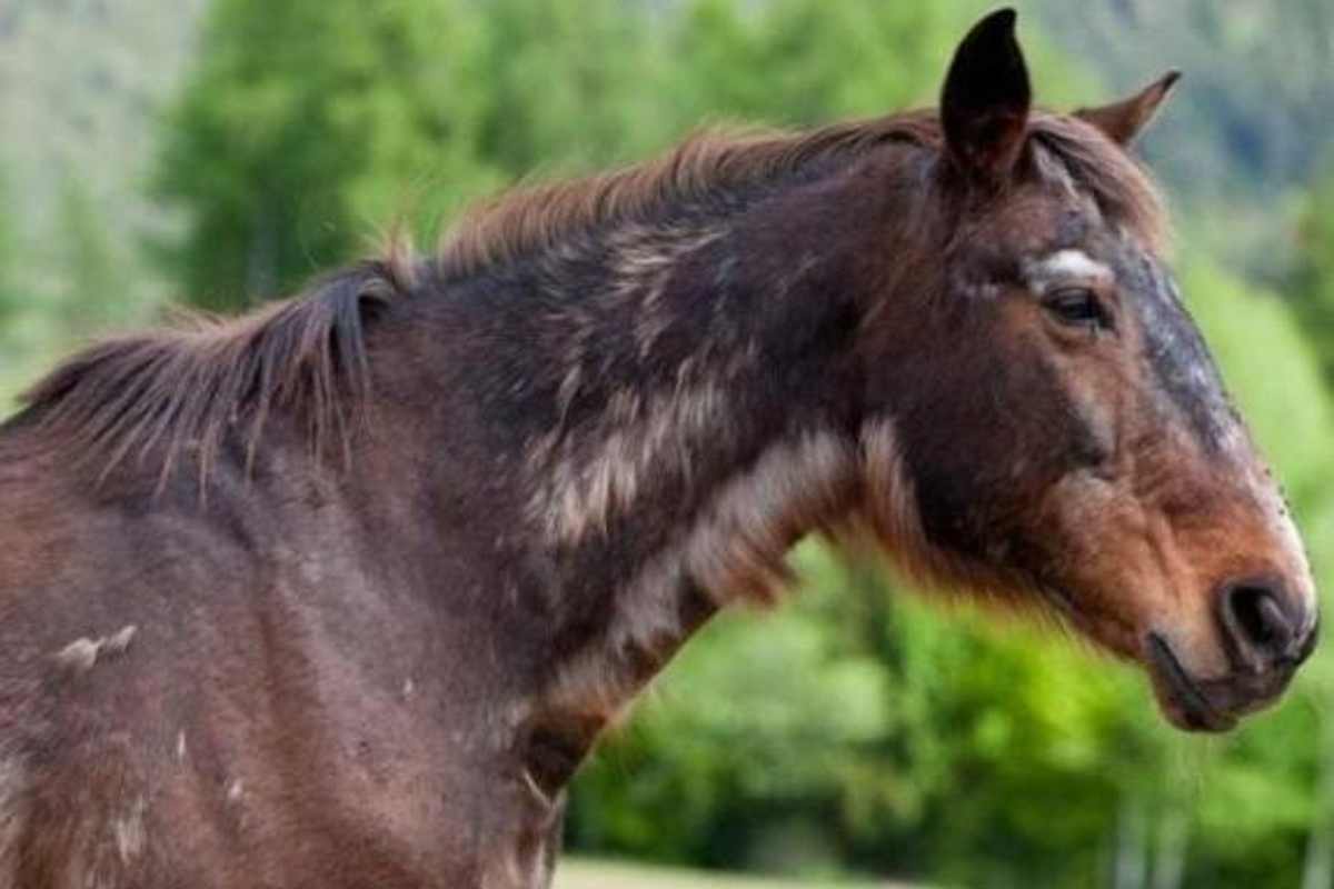 Cavallo Remì 