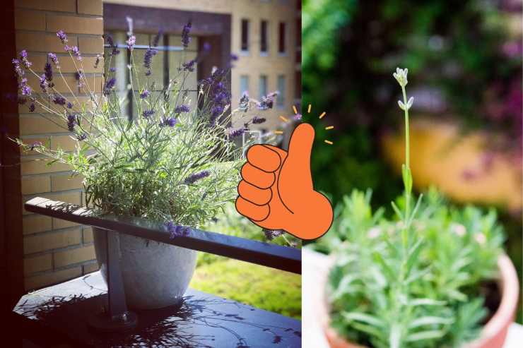 Lavanda sul balcone? | Come coltivarla anche in inverno