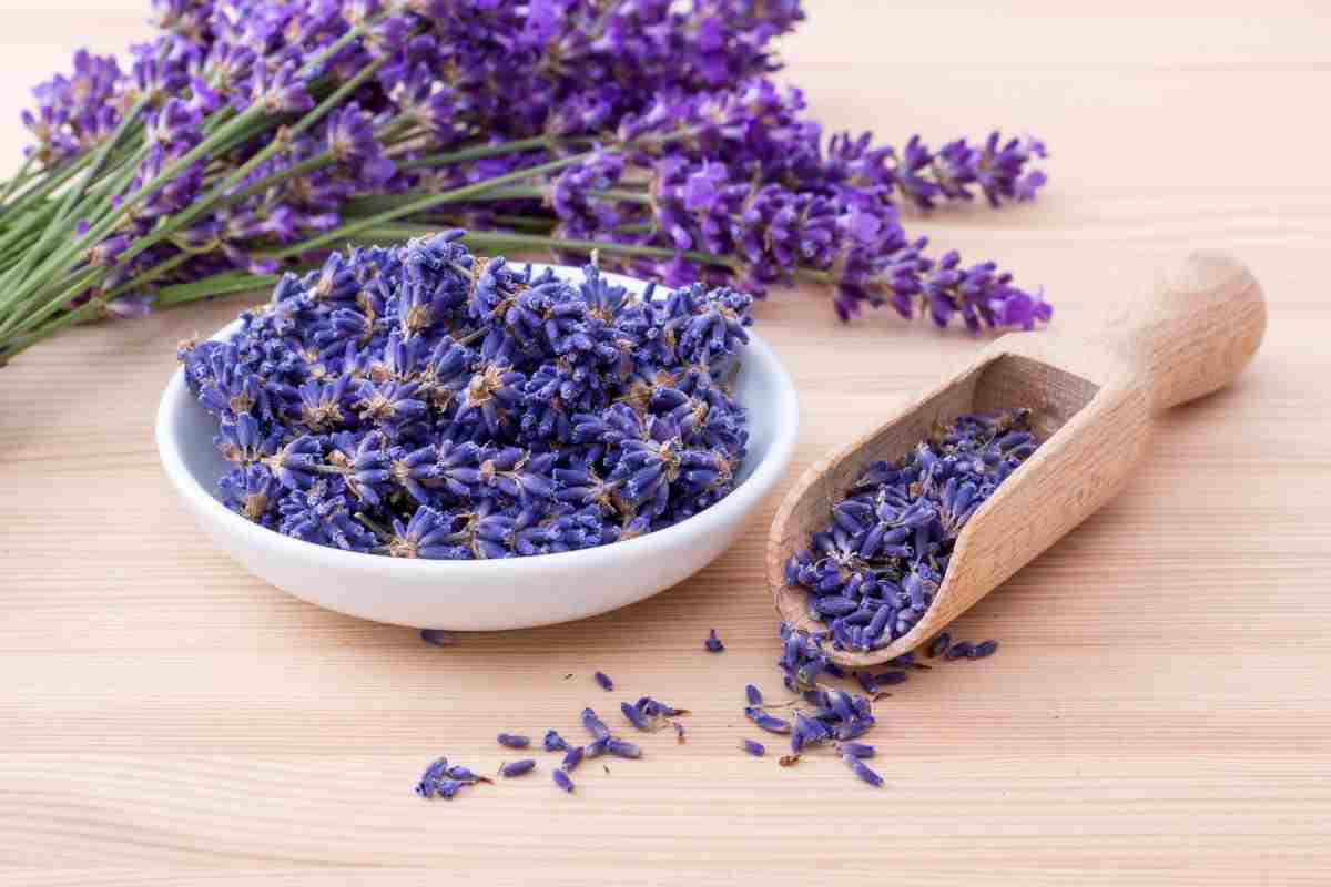 Lavanda sul balcone? | Come coltivarla anche in inverno