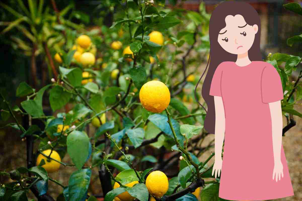 La tua pianta di limone non cresce? | Hai fatto questi errori sicuramente