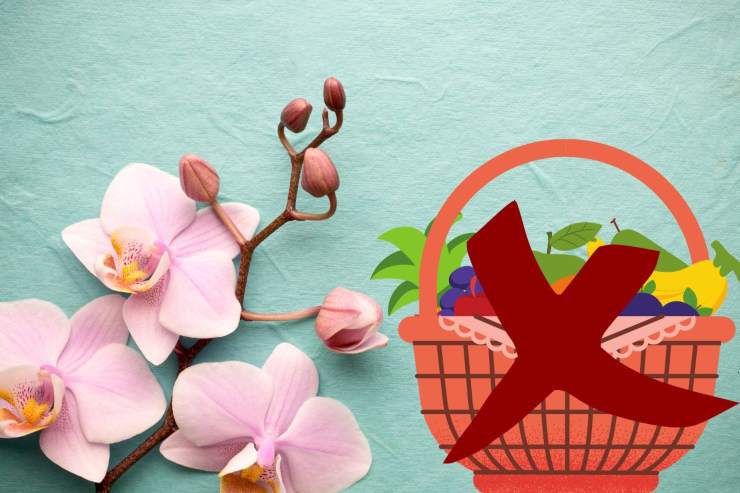 Orchidee: fai massima attenzione | E' un grave errore questo