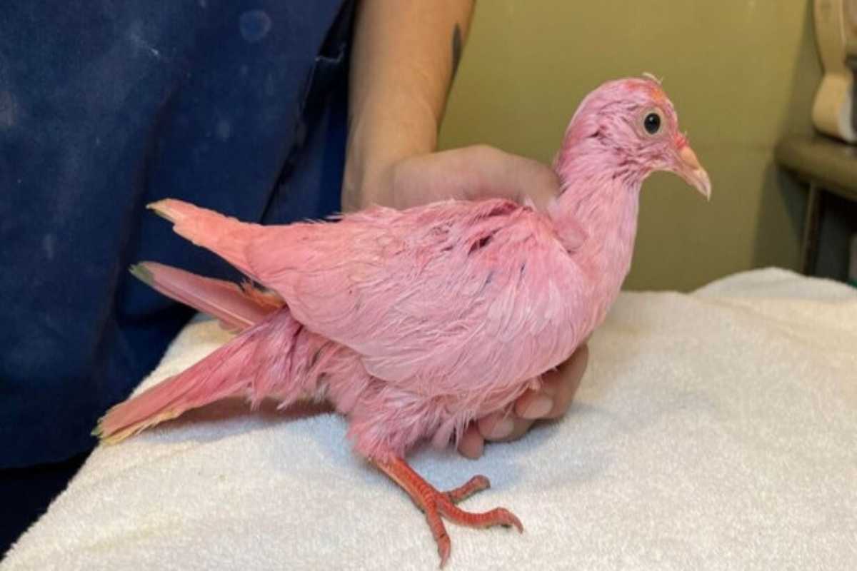 New York muore colomba dipinta di rosa 