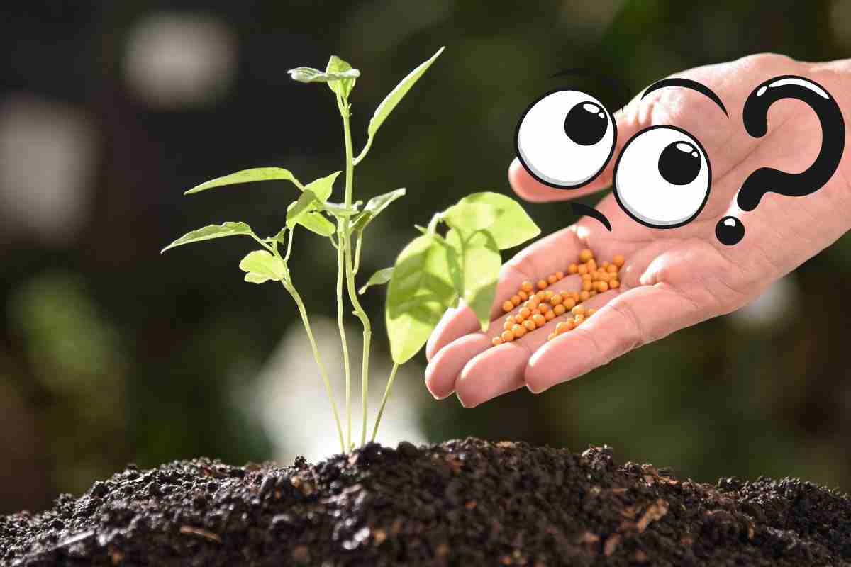 Piante e fertilizzanti | Ecco quelli naturali che funzionano