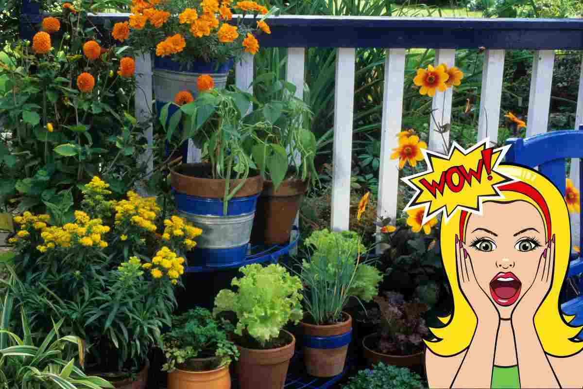 Balcone cosa posso piantare? | Non ci crederai mai