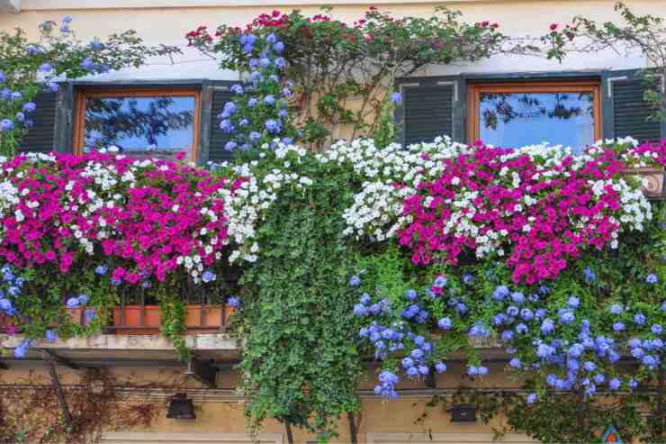 balconi piante cosa scegliere maggio