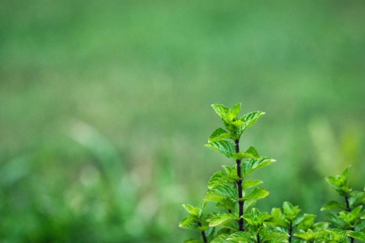 menta rimedi in casa