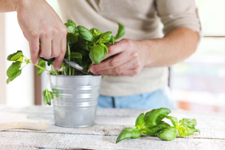 basilico trucco durare piantina