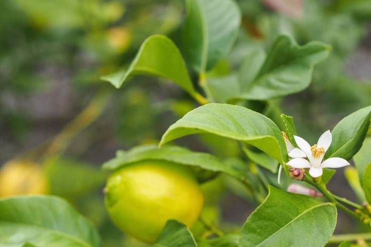 limoni in vaso trucco