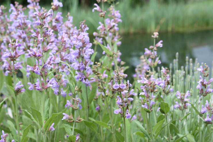 salvia proprietà