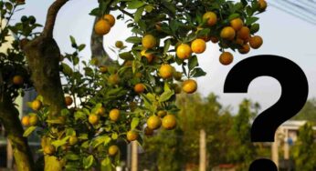 Frutta: puoi raccoglierla per strada? Ecco cosa dice la legge