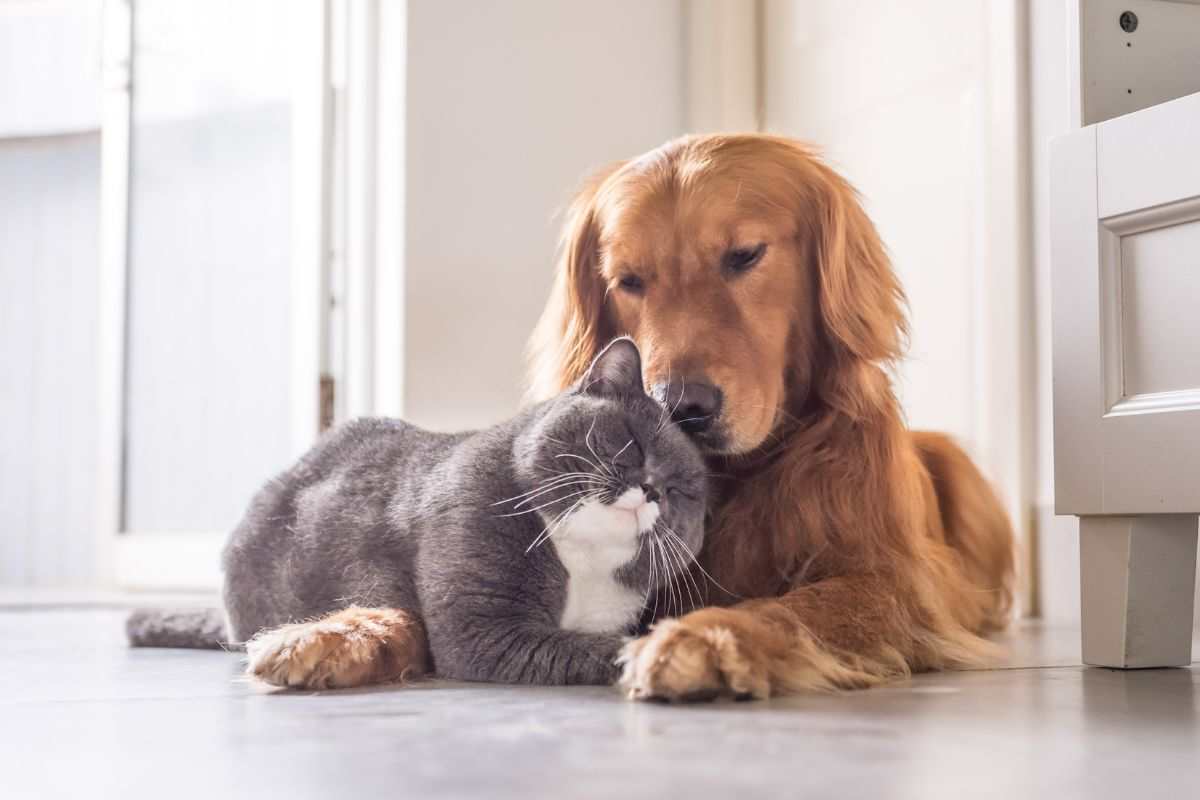 bonus animali gatti e cani