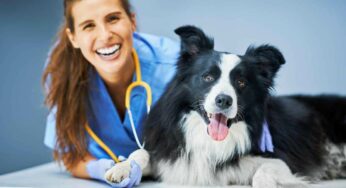 Vuoi prendere un cane? Ecco le razze che non si ammalano facilmente