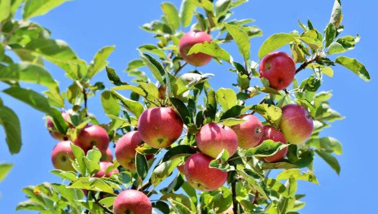 come far crescere un albero da frutta 