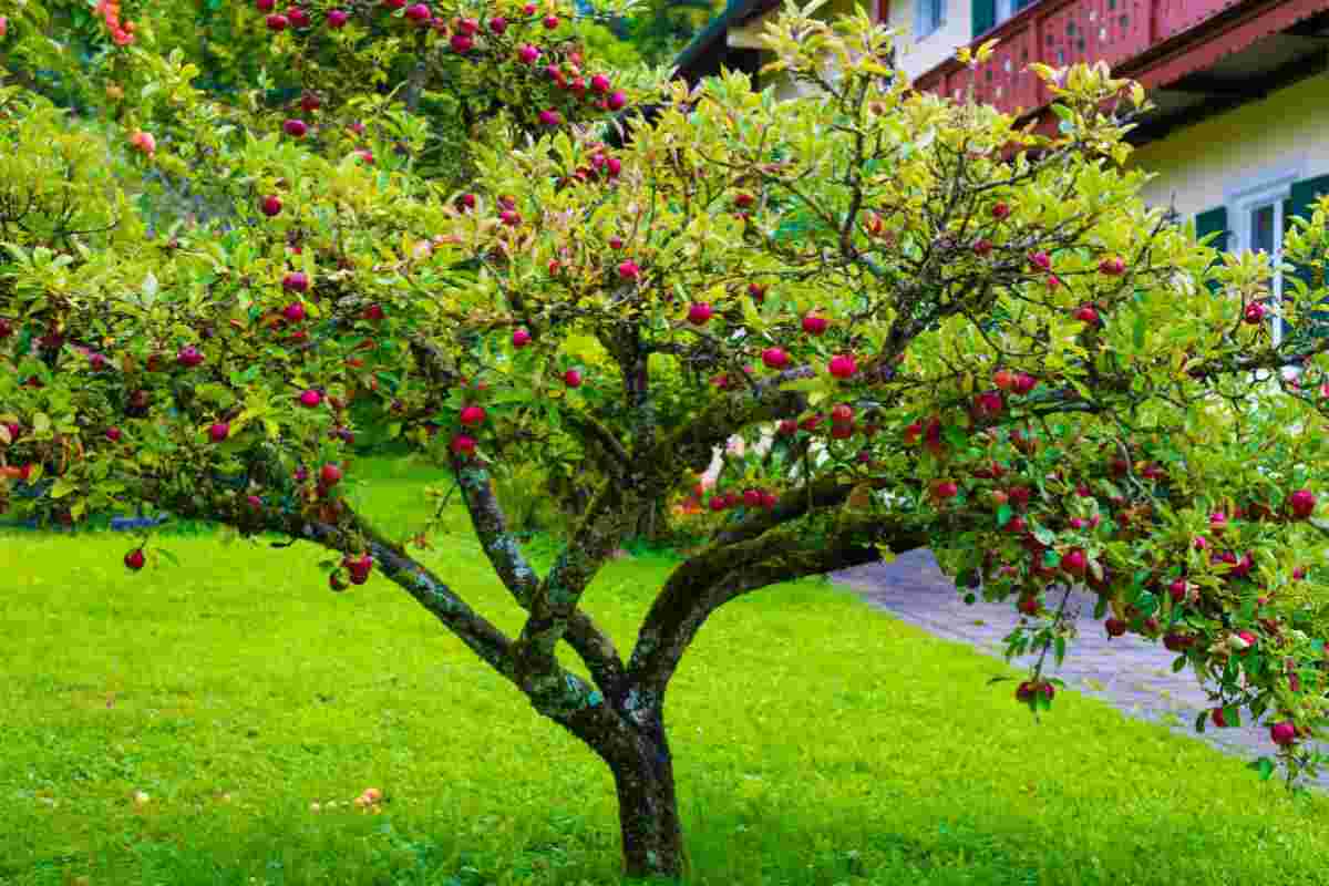 alberi da frutta come e quando piantare