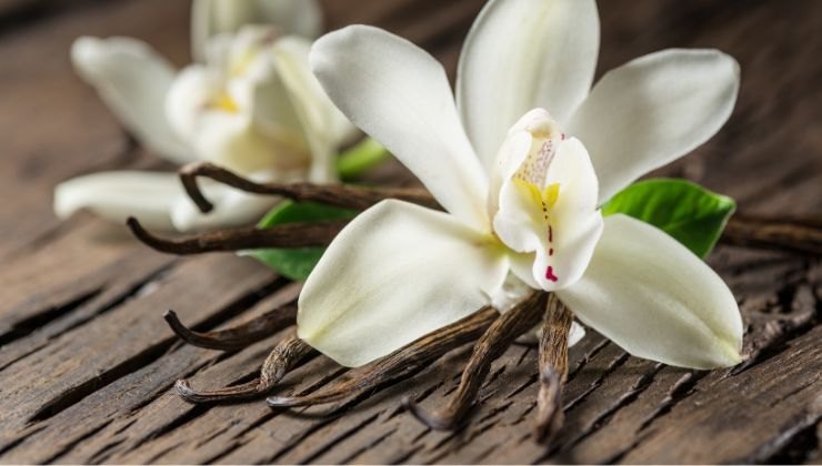 fiore vaniglia come utilizzarlo in casa