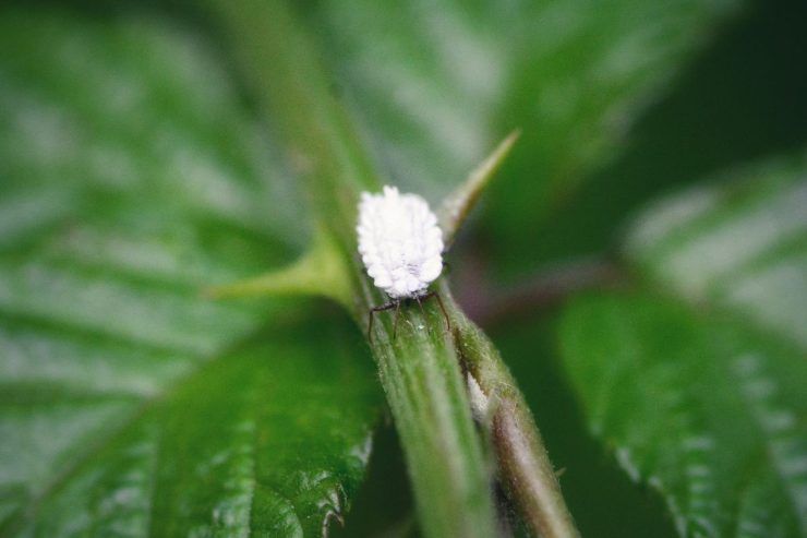 cocciniglia rimedio ecologico