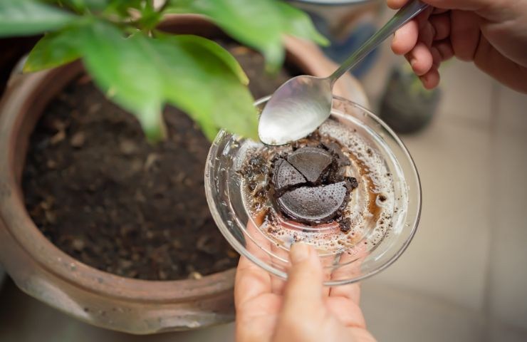 fondi di caffè concime terreno