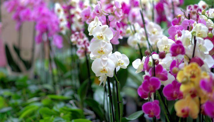 orchidea consigli cura